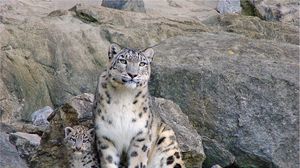 Preview wallpaper snow leopards, rocks, steam, cub