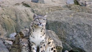 Preview wallpaper snow leopards, rocks, steam, cub