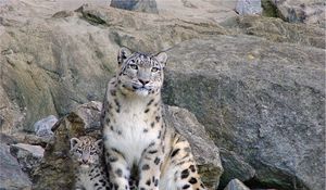 Preview wallpaper snow leopards, rocks, steam, cub