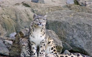 Preview wallpaper snow leopards, rocks, steam, cub