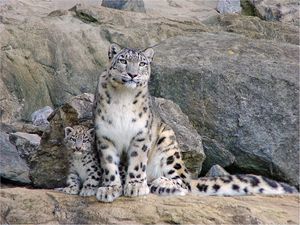 Preview wallpaper snow leopards, rocks, steam, cub