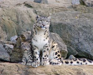 Preview wallpaper snow leopards, rocks, steam, cub