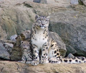 Preview wallpaper snow leopards, rocks, steam, cub