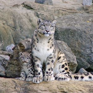 Preview wallpaper snow leopards, rocks, steam, cub