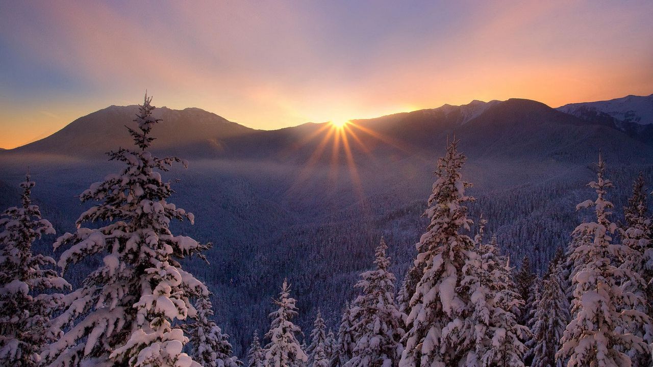 Wallpaper snow, nature, frost, trees, sunset, lesogor, beautiful, winter