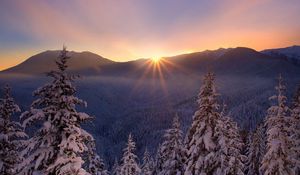 Preview wallpaper snow, nature, frost, trees, sunset, lesogor, beautiful, winter