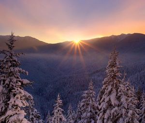 Preview wallpaper snow, nature, frost, trees, sunset, lesogor, beautiful, winter
