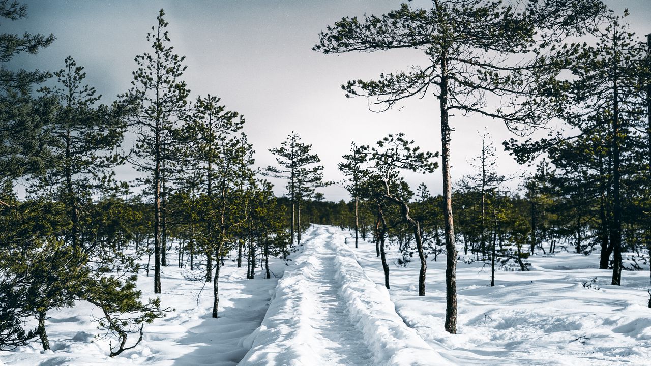 Wallpaper snow, path, trees, forest, sky, winter