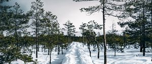 Preview wallpaper snow, path, trees, forest, sky, winter