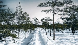 Preview wallpaper snow, path, trees, forest, sky, winter