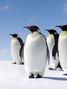 Preview wallpaper snow, penguins, walk