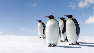 Preview wallpaper snow, penguins, walk