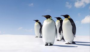 Preview wallpaper snow, penguins, walk