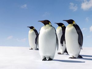 Preview wallpaper snow, penguins, walk