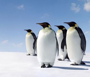Preview wallpaper snow, penguins, walk