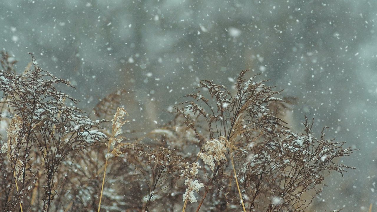 Wallpaper snow, snowfall, winter, plants, nature