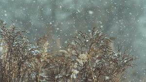 Preview wallpaper snow, snowfall, winter, plants, nature