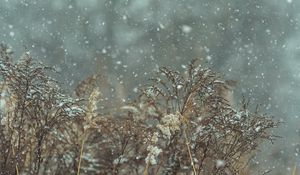 Preview wallpaper snow, snowfall, winter, plants, nature