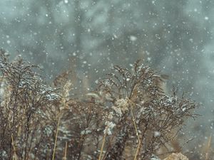 Preview wallpaper snow, snowfall, winter, plants, nature