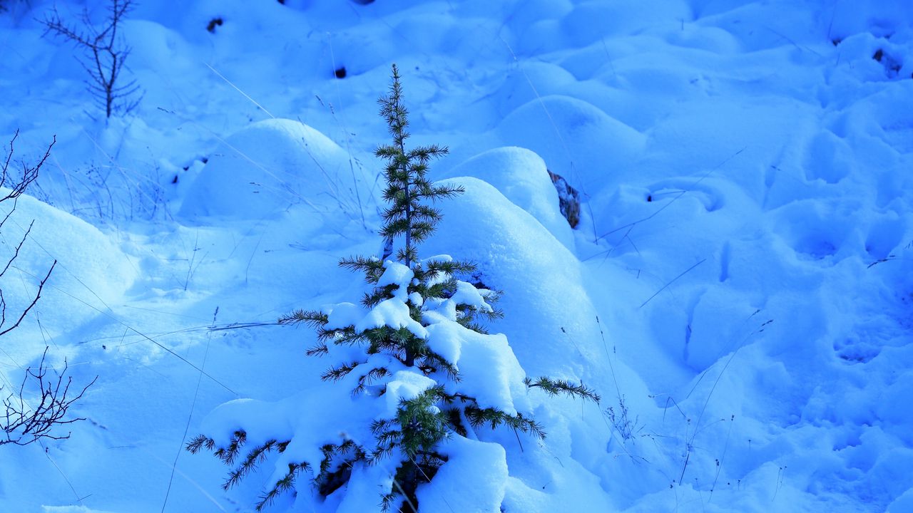 Wallpaper snow, spruce, prickles, drifts, winter