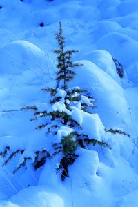 Preview wallpaper snow, spruce, prickles, drifts, winter