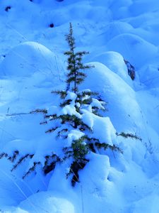 Preview wallpaper snow, spruce, prickles, drifts, winter