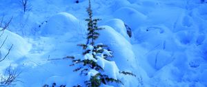 Preview wallpaper snow, spruce, prickles, drifts, winter