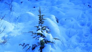 Preview wallpaper snow, spruce, prickles, drifts, winter