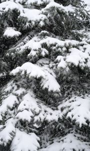 Preview wallpaper snow, spruce, winter, snowfall