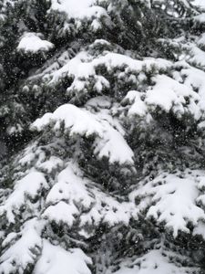 Preview wallpaper snow, spruce, winter, snowfall