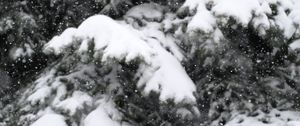 Preview wallpaper snow, spruce, winter, snowfall