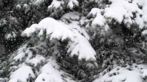 Preview wallpaper snow, spruce, winter, snowfall