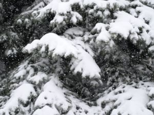 Preview wallpaper snow, spruce, winter, snowfall