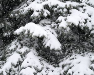 Preview wallpaper snow, spruce, winter, snowfall