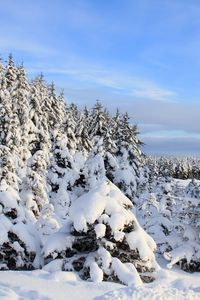 Preview wallpaper snow, spruces, trees, winter