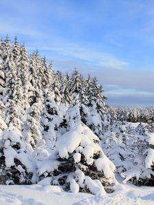 Preview wallpaper snow, spruces, trees, winter