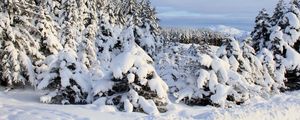 Preview wallpaper snow, spruces, trees, winter