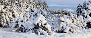 Preview wallpaper snow, spruces, trees, winter