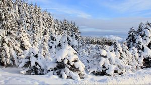 Preview wallpaper snow, spruces, trees, winter