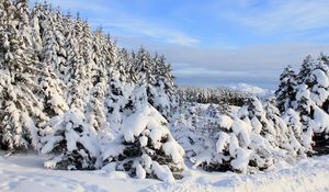 Preview wallpaper snow, spruces, trees, winter