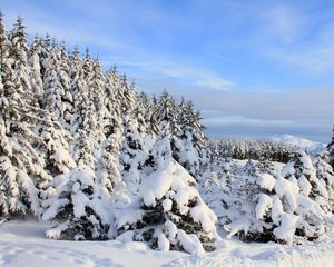 Preview wallpaper snow, spruces, trees, winter