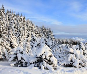 Preview wallpaper snow, spruces, trees, winter