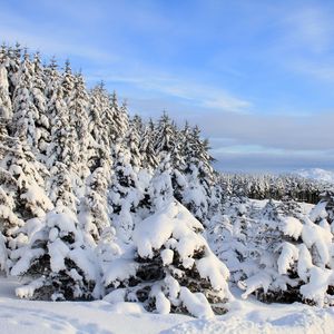 Preview wallpaper snow, spruces, trees, winter