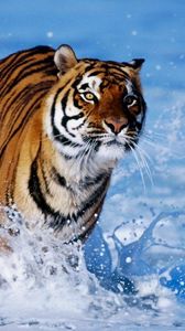 Preview wallpaper snow, tiger, foam, jump