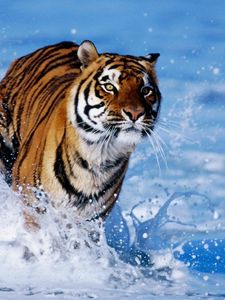 Preview wallpaper snow, tiger, foam, jump