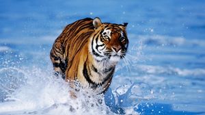 Preview wallpaper snow, tiger, foam, jump