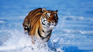 Preview wallpaper snow, tiger, foam, jump