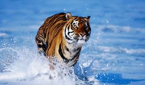 Preview wallpaper snow, tiger, foam, jump