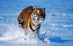 Preview wallpaper snow, tiger, foam, jump