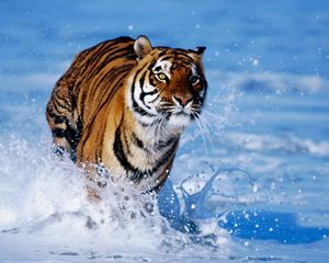 Preview wallpaper snow, tiger, foam, jump